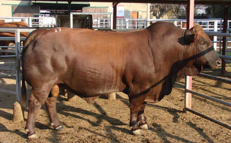 Sernick Bonsmara cattle auction fetches R15 million Sernick Bonsmara cattle auction fetches R15 million