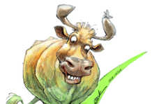 The benefits of ecological beef cattle farming