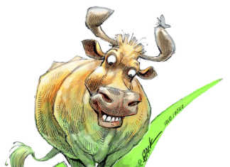 The benefits of ecological beef cattle farming