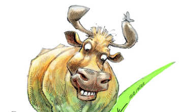 The benefits of ecological beef cattle farming