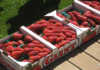 University of California wins strawberry spat University wins court battle over its strawberry development.