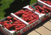 University wins court battle over its strawberry development.