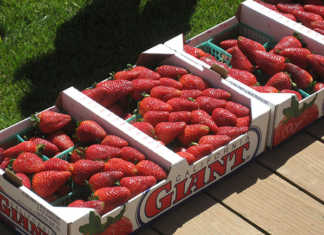 University wins court battle over its strawberry development.