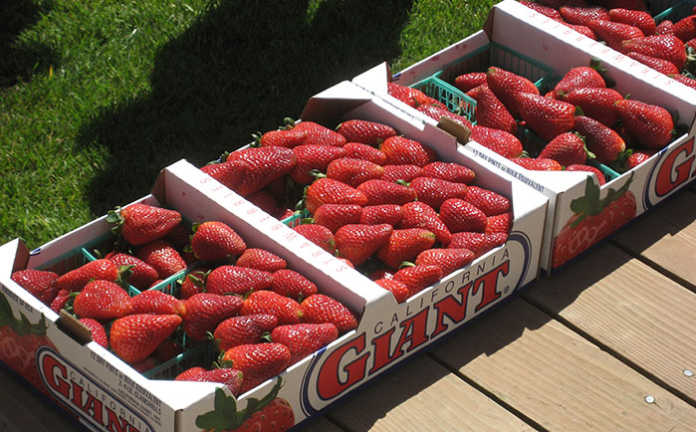 University wins court battle over its strawberry development.