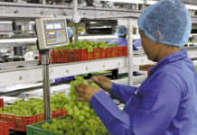 Free State tasked with fast-tracking agro-processing plans Free State tasked with fast-tracking agro-processing plans