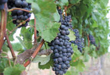 Wine of Origin Cape Town: A boost for SA wine industry