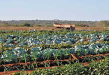 Northern Cape receives record entries for FEA Northern Cape receives record entries for FEA