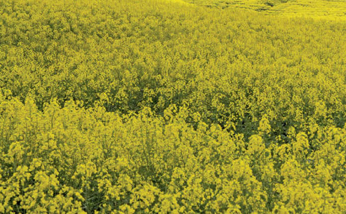 EU farmers seek 15-year renewal for glyphosate use