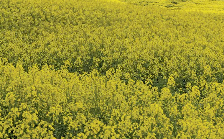 EU farmers seek 15-year renewal for glyphosate use