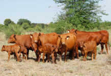 Positive outlook for red meat highlighted at N Cape congress Positive outlook for red meat highlighted at N Cape congress