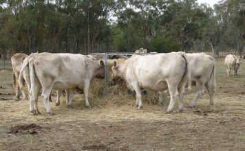 What are the objects of your business plan?