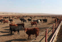 Meat companies raided following price collusion allegations