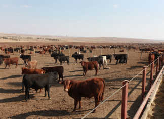 Meat companies raided following price collusion allegations Meat companies raided following price collusion allegations