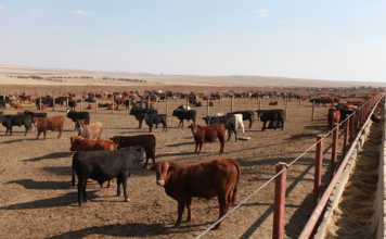 Meat companies raided following price collusion allegations