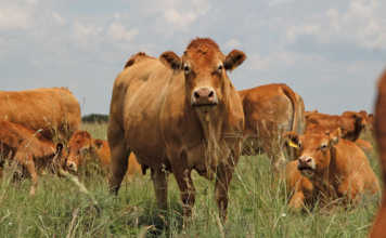 Keep accurate records for maximum economic impact