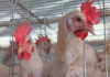 Zim avian flu outbreak: SA farmers must step up biosecurity
