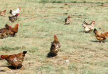 Registration now compulsory for live chicken traders