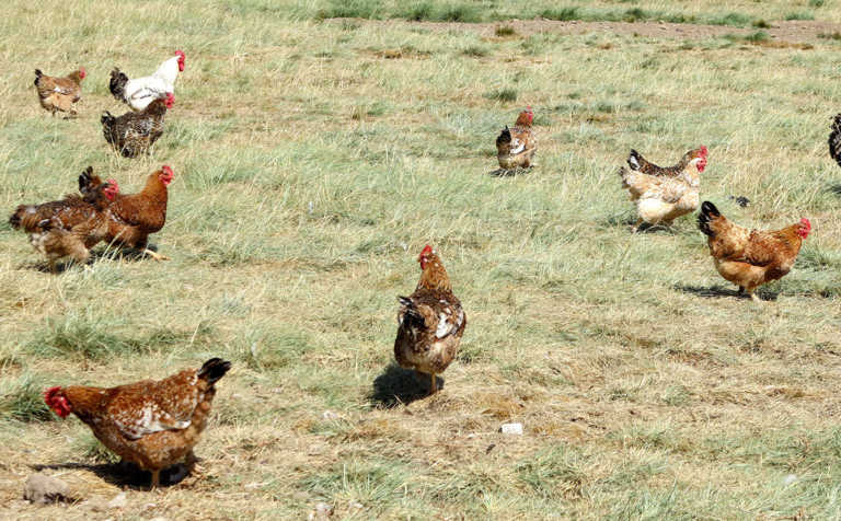 Registration now compulsory for live chicken traders Registration now compulsory for live chicken traders
