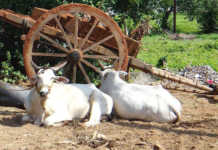 India’s cattle slaughter ban strongly opposed
