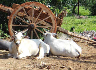 India’s cattle slaughter ban strongly opposed
