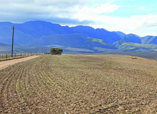 Investigate drought relief fund allocation: Agri SA