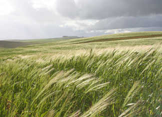 Agri sector contributes 2,2% growth to SA’s struggling GDP