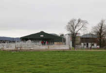 Low-input dairy production in Ireland