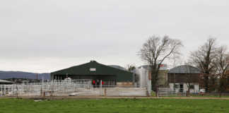 Low-input dairy production in Ireland