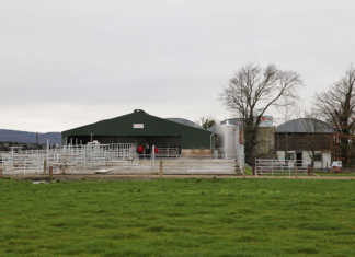 Low-input dairy production in Ireland