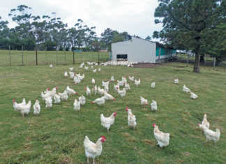 Bank loans: advice for smaller producers