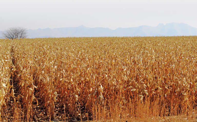 El Niño threat in SA on the wane El Niño threat in SA on the wane