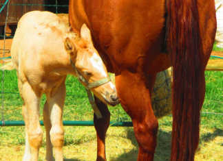 Ovulation and fertility