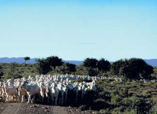 Mohair price adjustment catches producers off guard