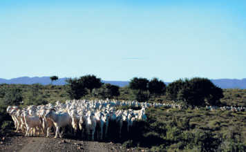 Mohair price adjustment catches producers off guard