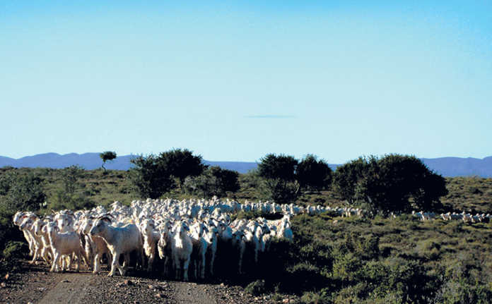 Mohair price adjustment catches producers off guard