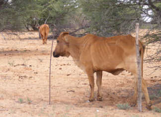 A message for the drought fund thieves
