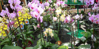 Orchids growing in pots
