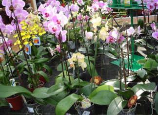 Orchids growing in pots