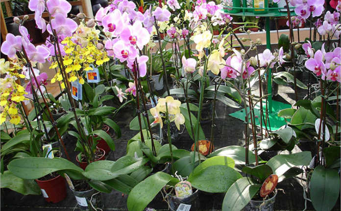 Orchids growing in pots