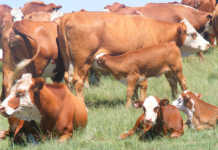 Testing fertility of a cow