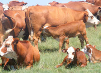 Testing fertility of a cow