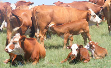 Testing fertility of a cow