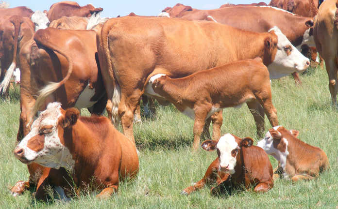 Testing fertility of a cow Testing fertility of a cow