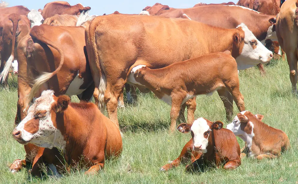 Testing fertility of a cow