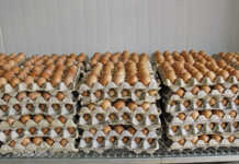 Egg producers extremely concerned about avian influenza Egg producers extremely concerned about avian influenza