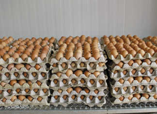 Egg producers extremely concerned about avian influenza Egg producers extremely concerned about avian influenza