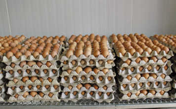 Egg producers extremely concerned about avian influenza