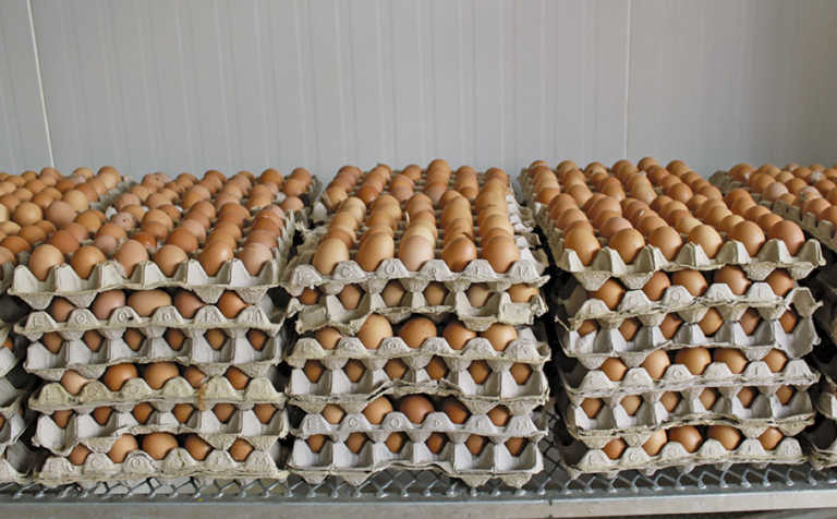 Egg producers extremely concerned about avian influenza Egg producers extremely concerned about avian influenza