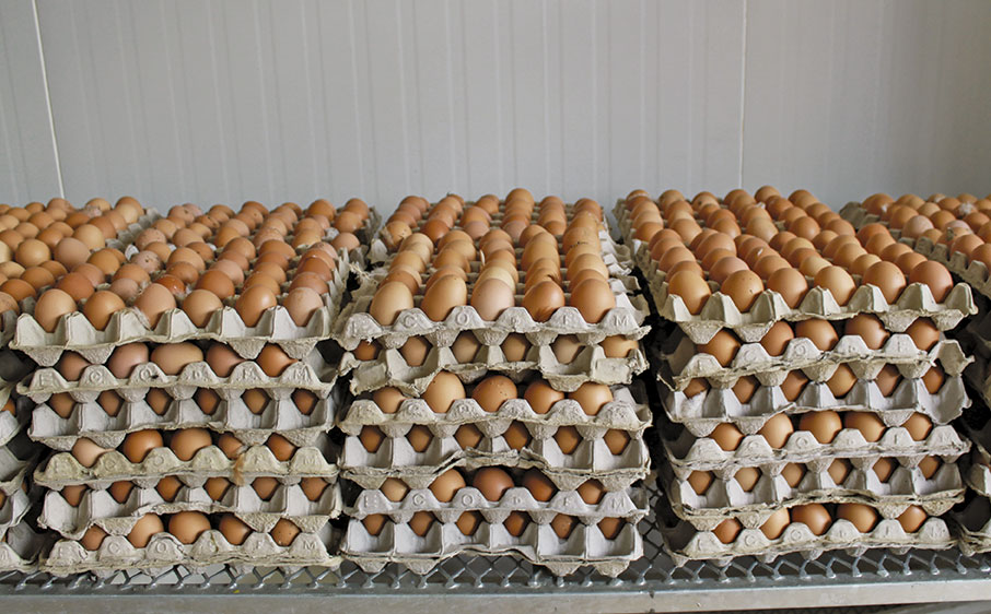 Egg producers extremely concerned about avian influenza