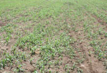 Mpumalanga traditional leaders to receive 60 tractors